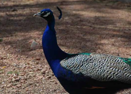 peacock